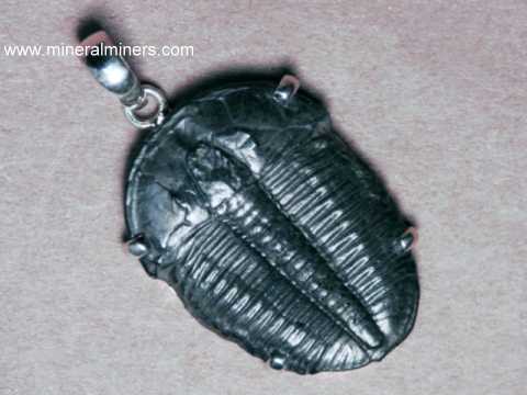 Fossil Jewelry